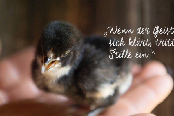 Martina Fischer Alm Titelbild Radio Vogel