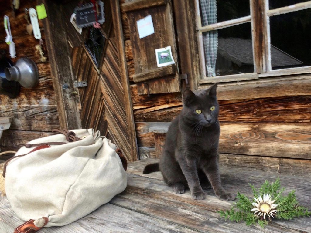 schwarze Katze vor der Almhütte mit Rucksack