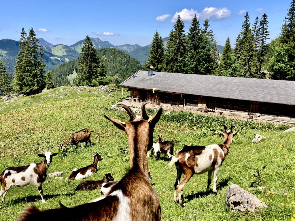Blick auf die Alm mit grüner Wiese, Ziegen und Alpenpanorama