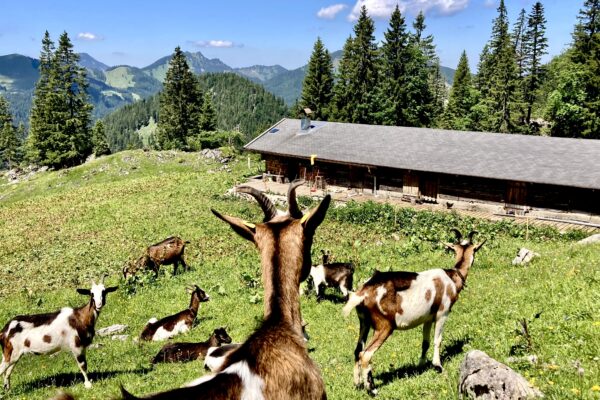 Blick auf die Alm mit grüner Wiese, Ziegen und Alpenpanorama